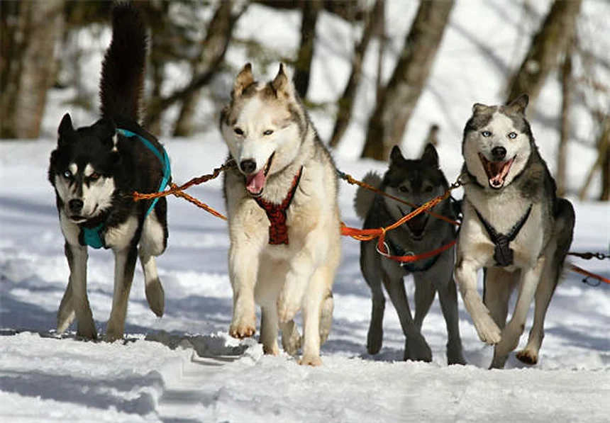 Amantadina per cani: tutto quello che devi sapere sul farmaco antidolorifico