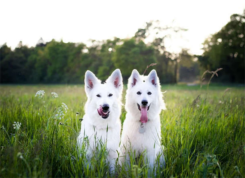 Chiggers nei cani: cosa sono e come trattarli efficacemente