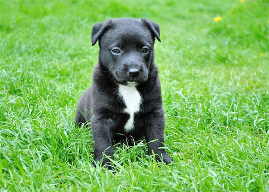 Pepto-Bismol per cani: Dosaggio sicuro e alternative naturali