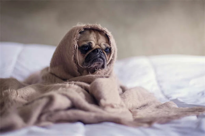 Pepto-Bismol per cani: Dosaggio sicuro e alternative naturali