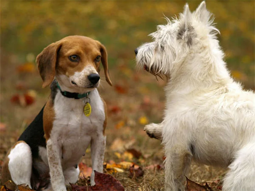 L'aspirina per cani e gatti: guida completa ai rischi e usi corretti