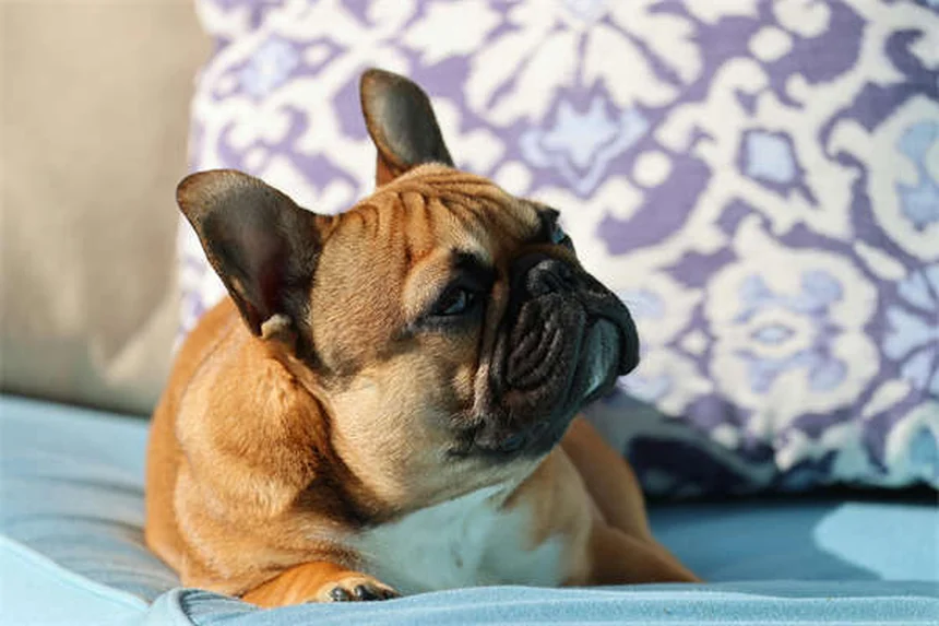 Come far convivere cane e gatto: 5 passi per un'introduzione senza stress