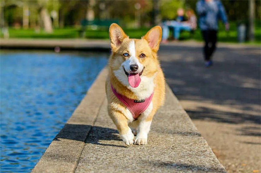 Segugi: guida completa alle razze e cura per cani da caccia