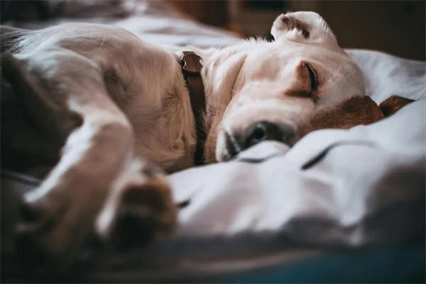 Curiosità sui conigli: 5 cose che non sapevi sul tuo batuffolo