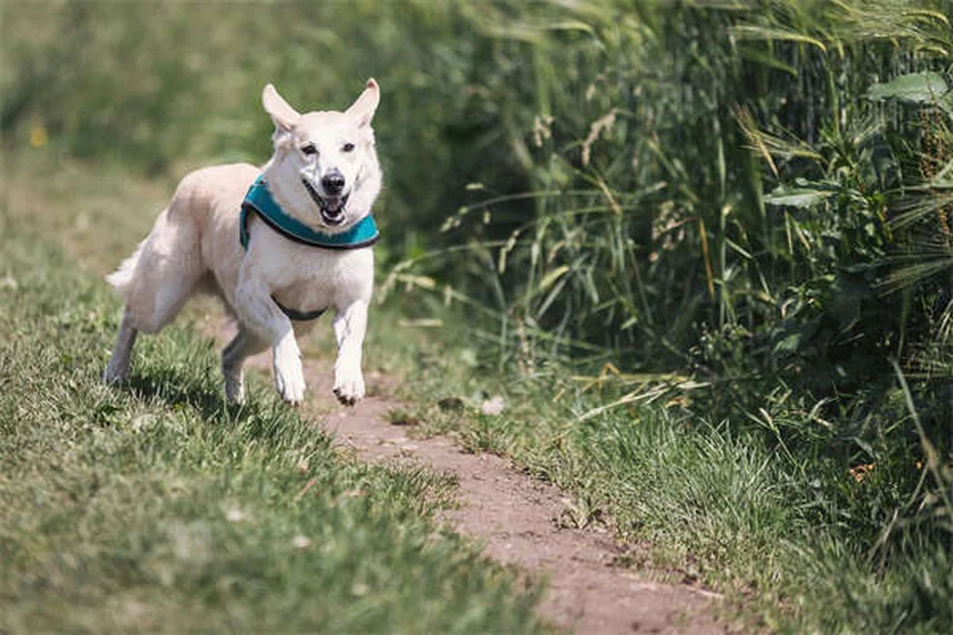 Come i social media aiutano a trovare casa agli animali dei rifugi