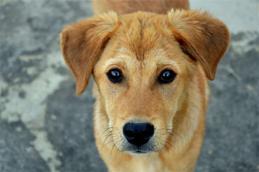 Edema nei cani: sintomi, cause e cure per il tuo amico a 4 zampe