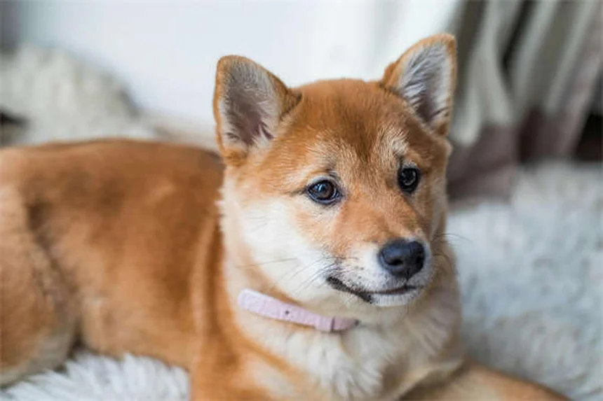 Come far sentire giovane il tuo cane anziano: 6 consigli pratici