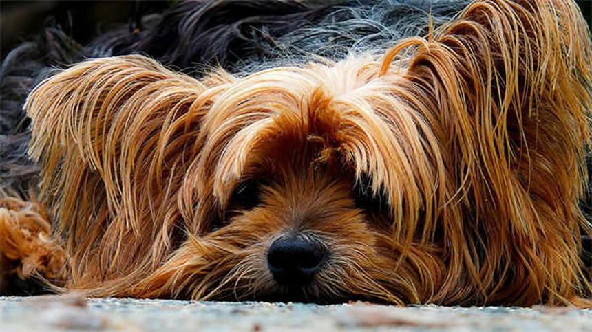Canine Good Citizen: 5 Segreti per Superare il Test con il Tuo Cane