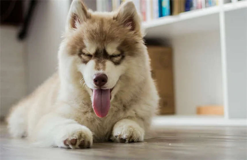 12 Cose che non sapevi sui cuccioli appena nati: curiosità incredibili!