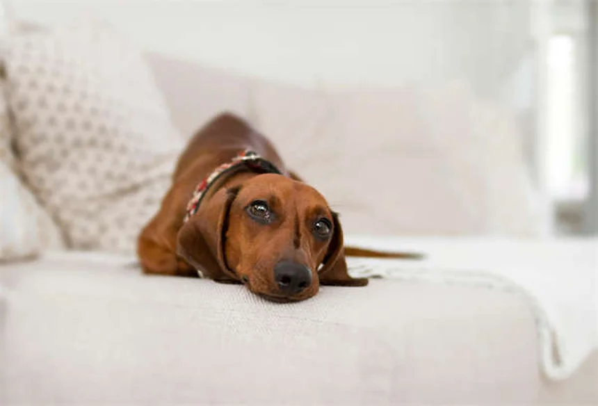 Perché i cani leccano l'aria? Scopri i 7 motivi sorprendenti!