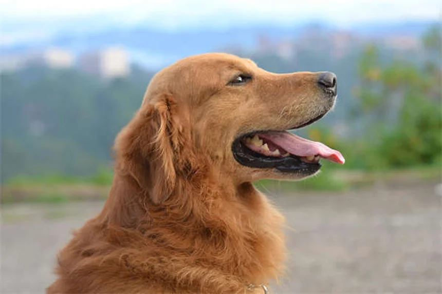 Incurin® per cani: tutto sull'estrogeno che risolve l'incontinenza