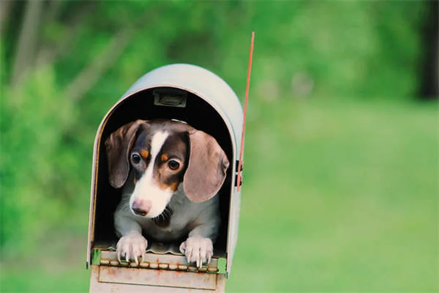 Perché i cani leccano le ferite? Scopri la verità sorprendente!