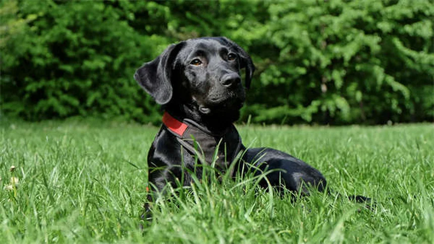 Perché i cani russano? 5 cause sorprendenti spiegate dal veterinario