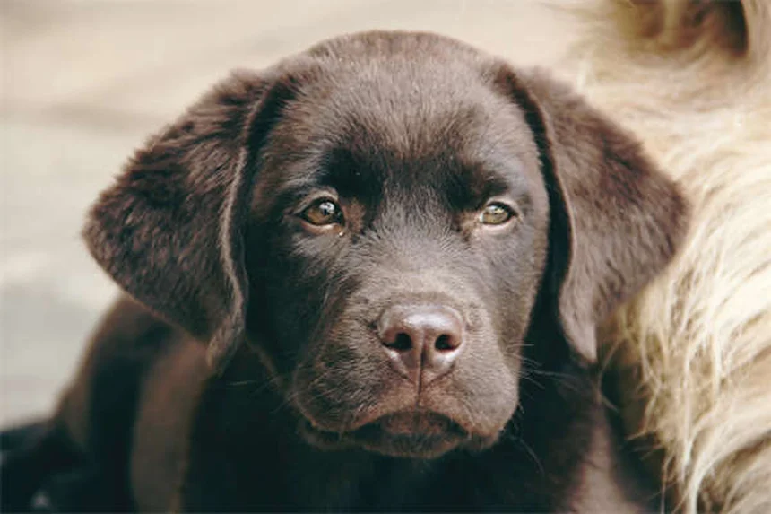 Cos'è la Sincope nei Cani? Sintomi, Cause e Cura
