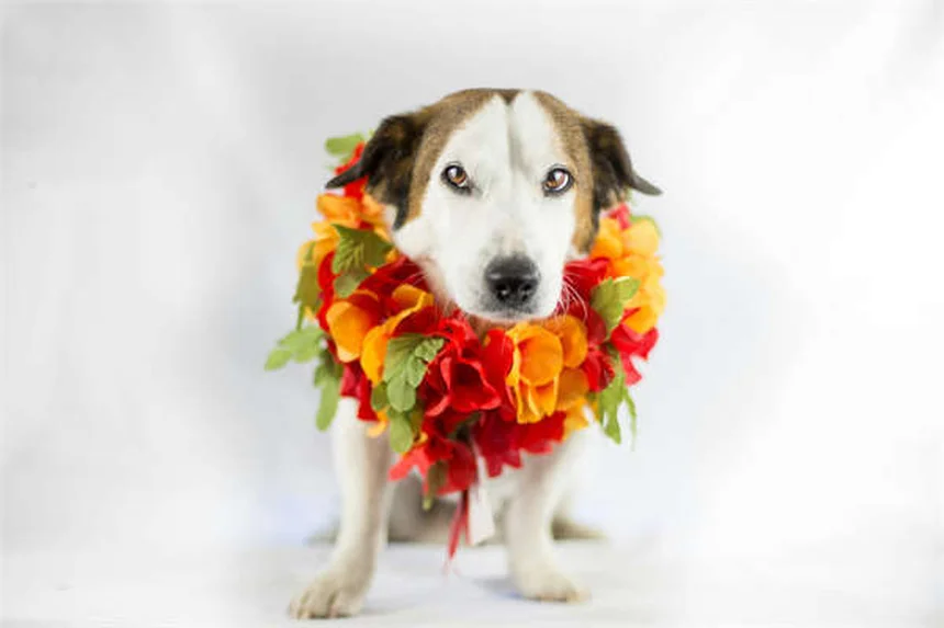 Come riconoscere e correggere il bullismo canino: 5 segnali da non ignorare