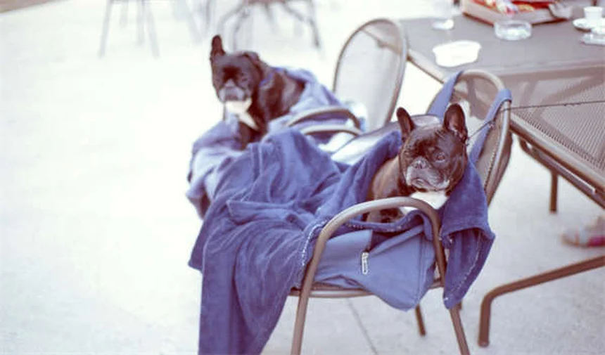 Marbofloxacina per cani e gatti: guida completa all'antibiotico