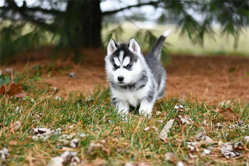 Perché i cani alzano la zampa per fare pipì? Scopri il motivo scientifico!