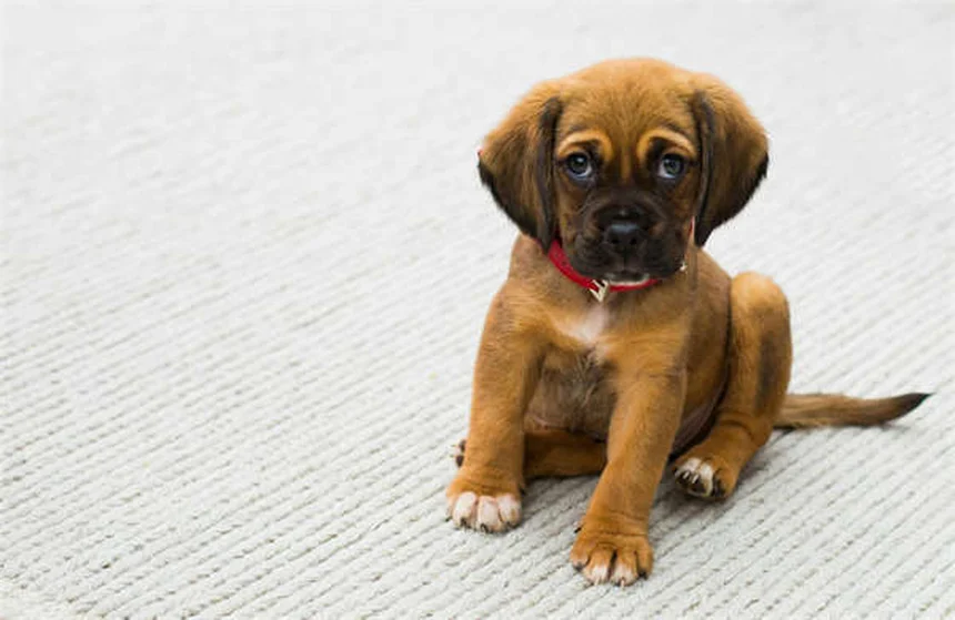 Perché i cani amano le carezze sulla pancia? Scopri la scienza del benessere canino!