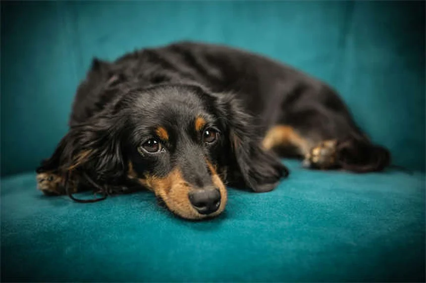 Perché i cani amano le carezze sulla pancia? Scopri la scienza del benessere canino!