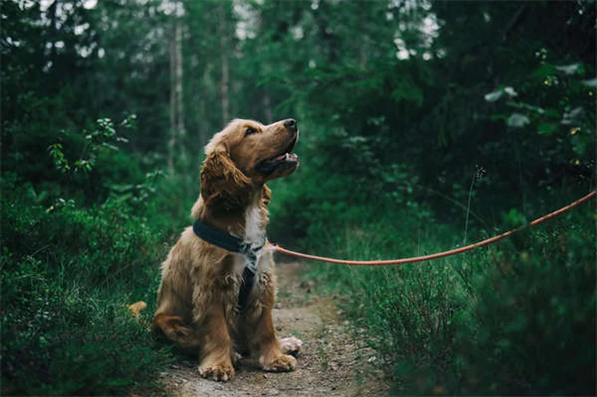 Respiro sibilante nei cani: cause, sintomi e quando preoccuparsi