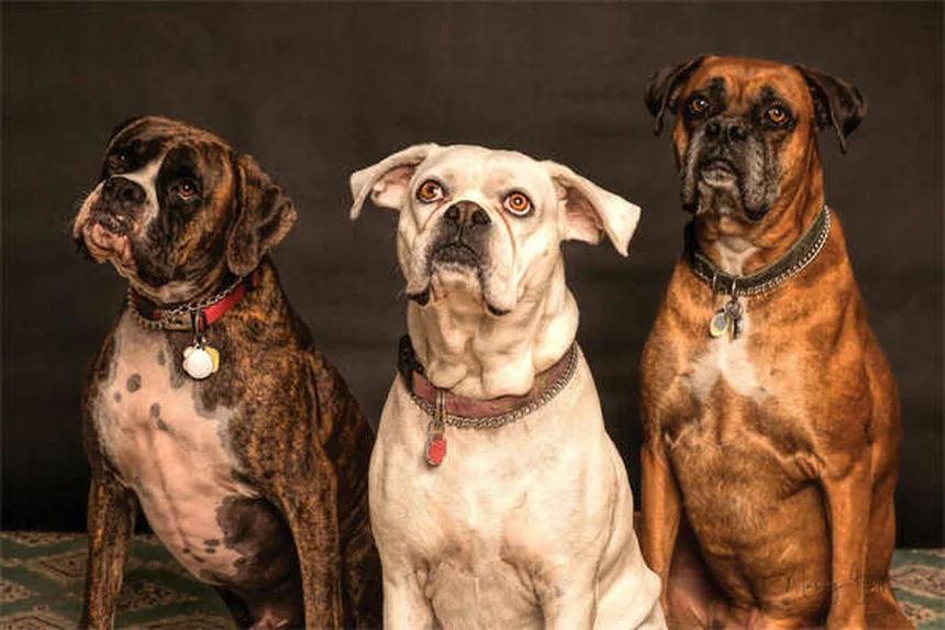 Respiro sibilante nei cani: cause, sintomi e quando preoccuparsi