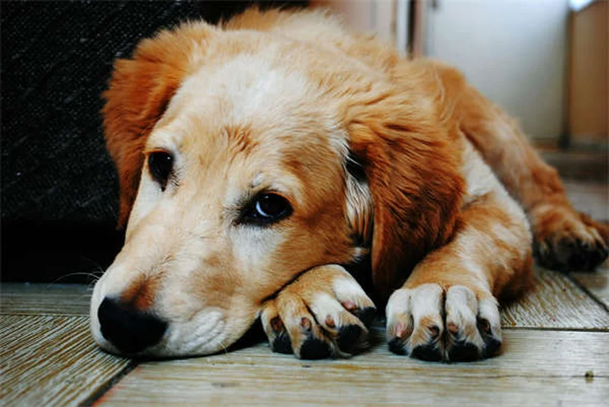 Vaccino Bordetella per cani: tutto quello che devi sapere per proteggere Fido