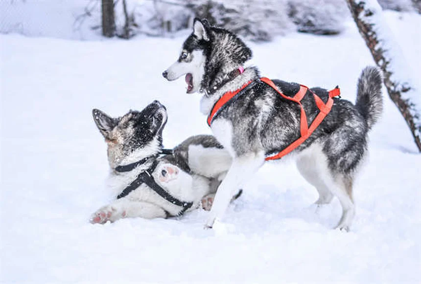 Vaccino Bordetella per cani: tutto quello che devi sapere per proteggere Fido