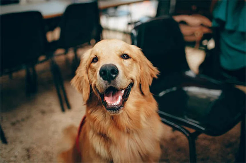 Pica nei cani: sintomi, cause e rimedi per questo disturbo