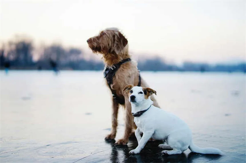 Pica nei cani: sintomi, cause e rimedi per questo disturbo