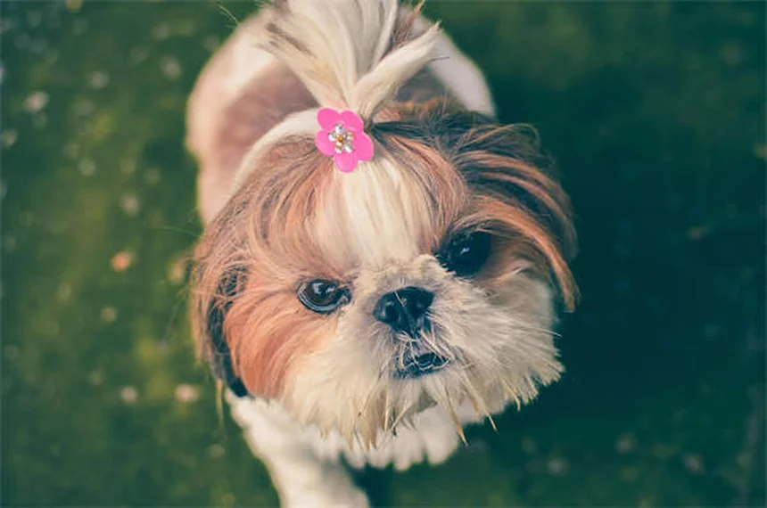 Shampoo antipulci per cani: guida completa all'uso e benefici