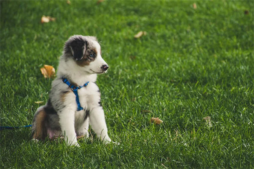 Shampoo antipulci per cani: guida completa all'uso e benefici