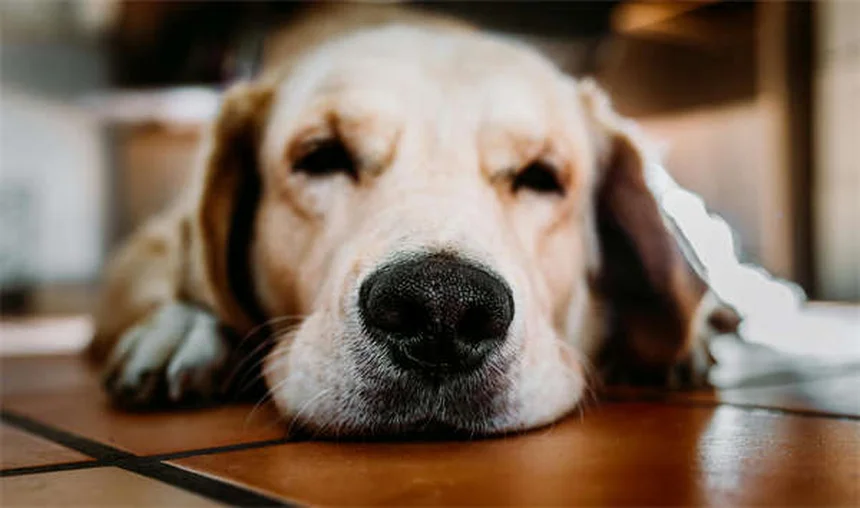 Come riconoscere e correggere il bullismo canino: 5 segnali da non ignorare