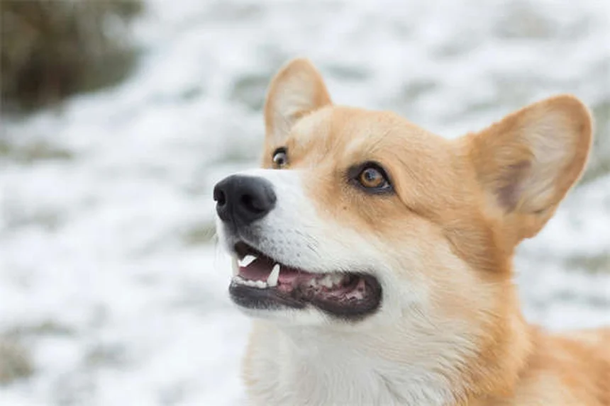 Come riconoscere e correggere il bullismo canino: 5 segnali da non ignorare